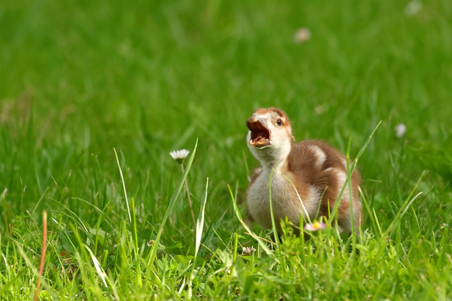Ein Küken steht auf grünem Gras und öffnet den Schnabel.