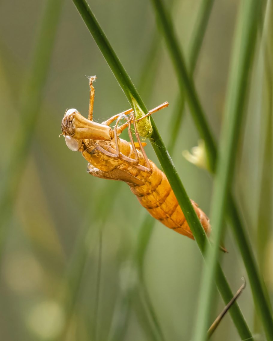 Leere Libellenlarvenhülle an einem Schilfhalm