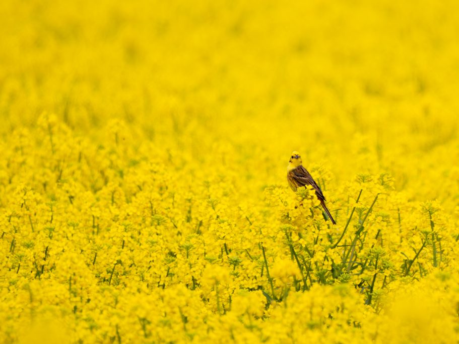 Ein Vogel steht in einem gelben Rapsfeld.