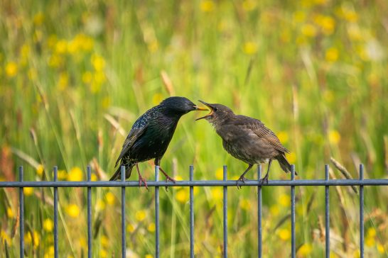 Zwei Vögel sitzen auf einem Zaun und füttern sich gegenseitig in einer grünen Wiese.