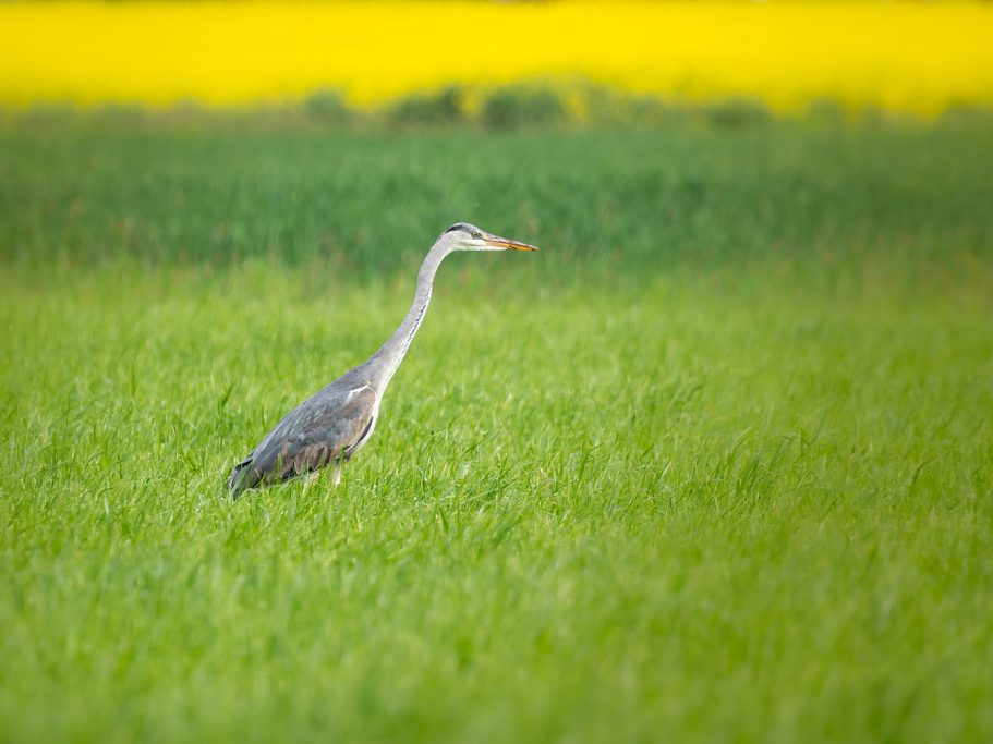 Graureiher Eine Graureiher steht in einem grünen Feld vor einem blühenden gelben Hintergrund.