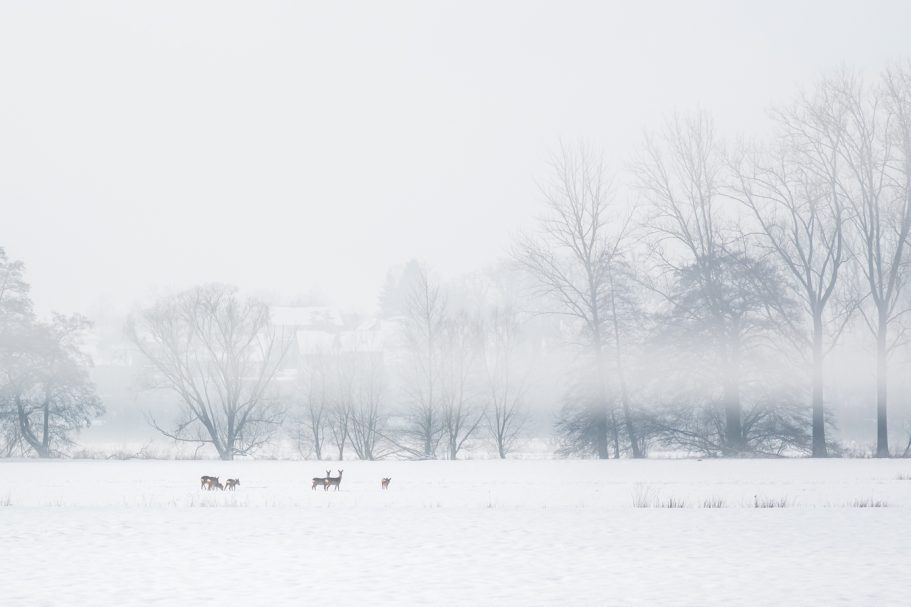 Rehe Schneelandschaft mit Bäumen und schemenhaften Tieren im Hintergrund.