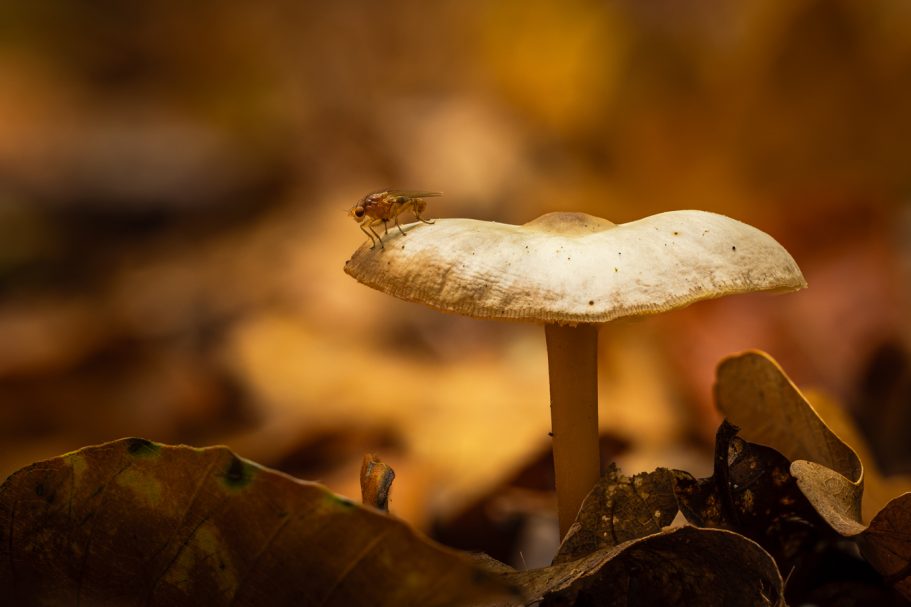 Ein einzelner weißer Pilz auf einem bunten Blätterteppich im Wald.