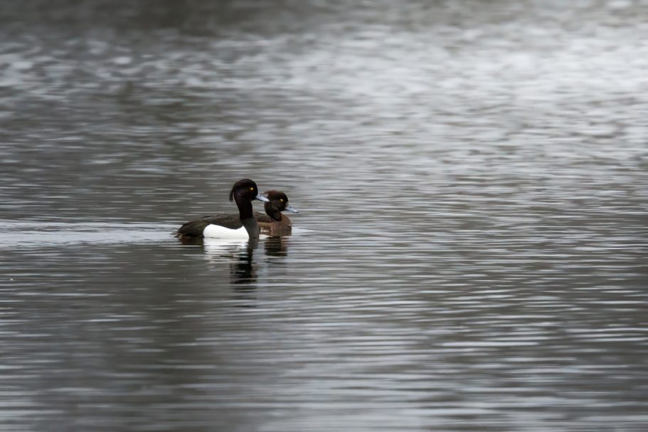 Zwei Enten schwimmen ruhig auf einem Gewässer.