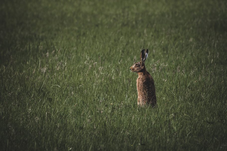 Ein Hase steht in einem grünen Feld, im Hintergrund sieht man hohe Gräser.