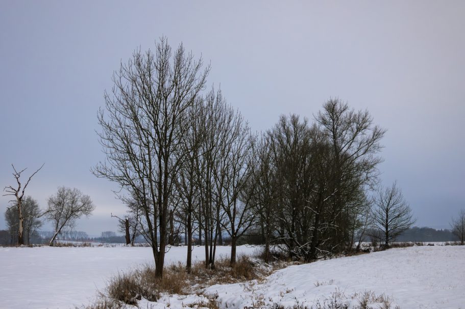 Schneebedeckte Landschaft mit mehreren Bäumen unter einem grauen Himmel.