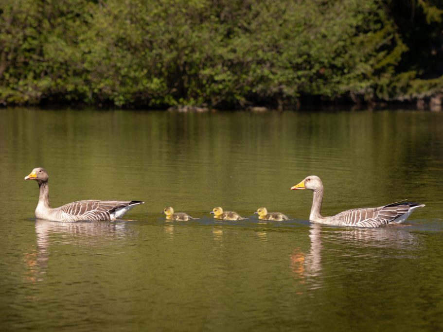 Eine Entenfamilie schwimmt auf einem ruhigen Gewässer, umgeben von Grün.