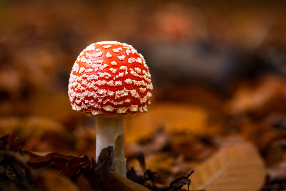 Roter Fliegenpilz mit weißen Punkten, umgeben von Laub.