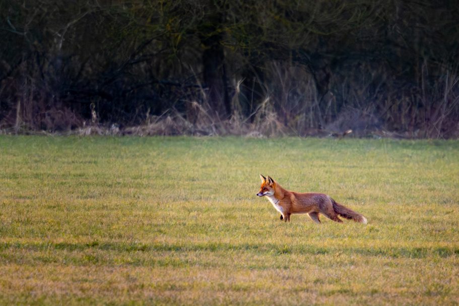 Ein roter Fuchs läuft durch eine grüne Wiese.