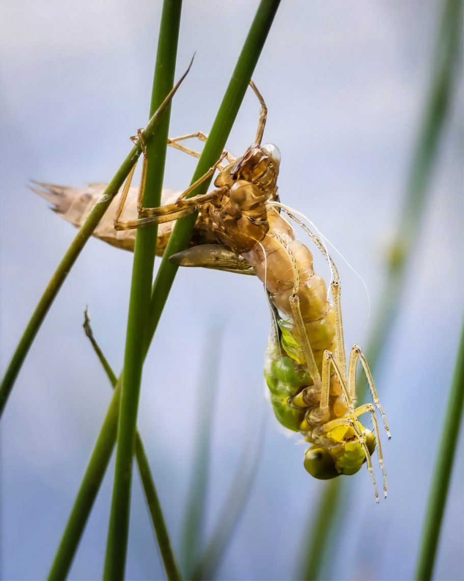 Eine libellenähnliche Kreatur hängt an einem Schilfrohr.