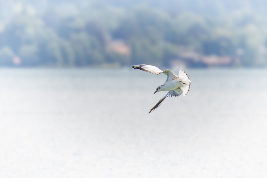 Ein Vogel, der hoch über einem ruhigen Gewässer fliegt.
