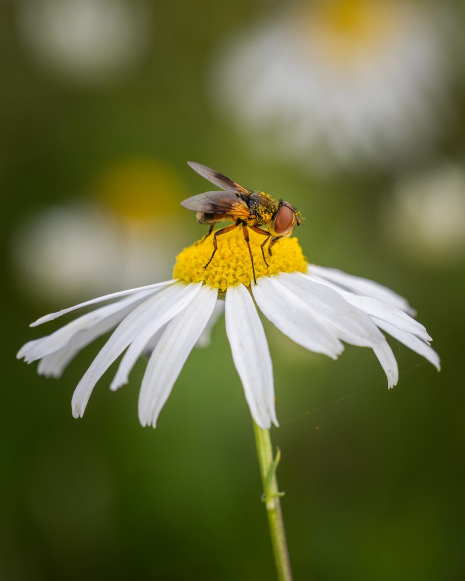 Biene auf einer weißen Blume mit gelbem Blütenmittelpunkt vor unscharfem Hintergrund.