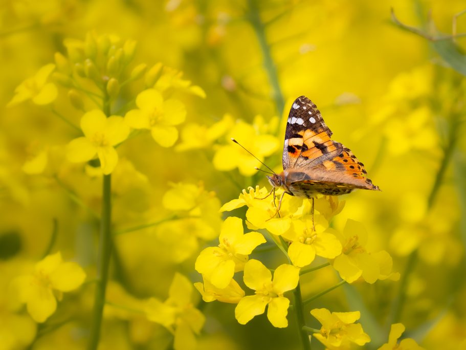 Schmetterling mit orangefarbenen und schwarzen Mustern auf gelben Blumen.