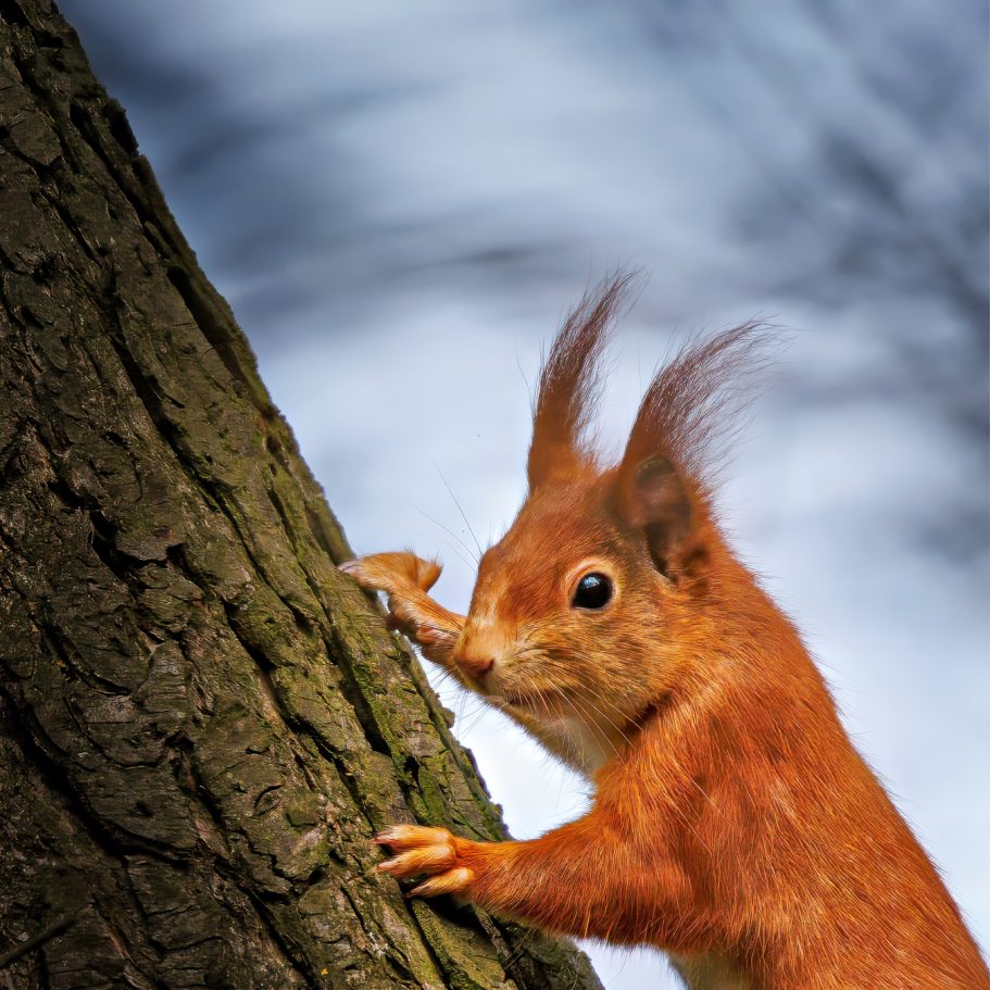 Eichhörnchen klettert an einem Baumstamm hoch.