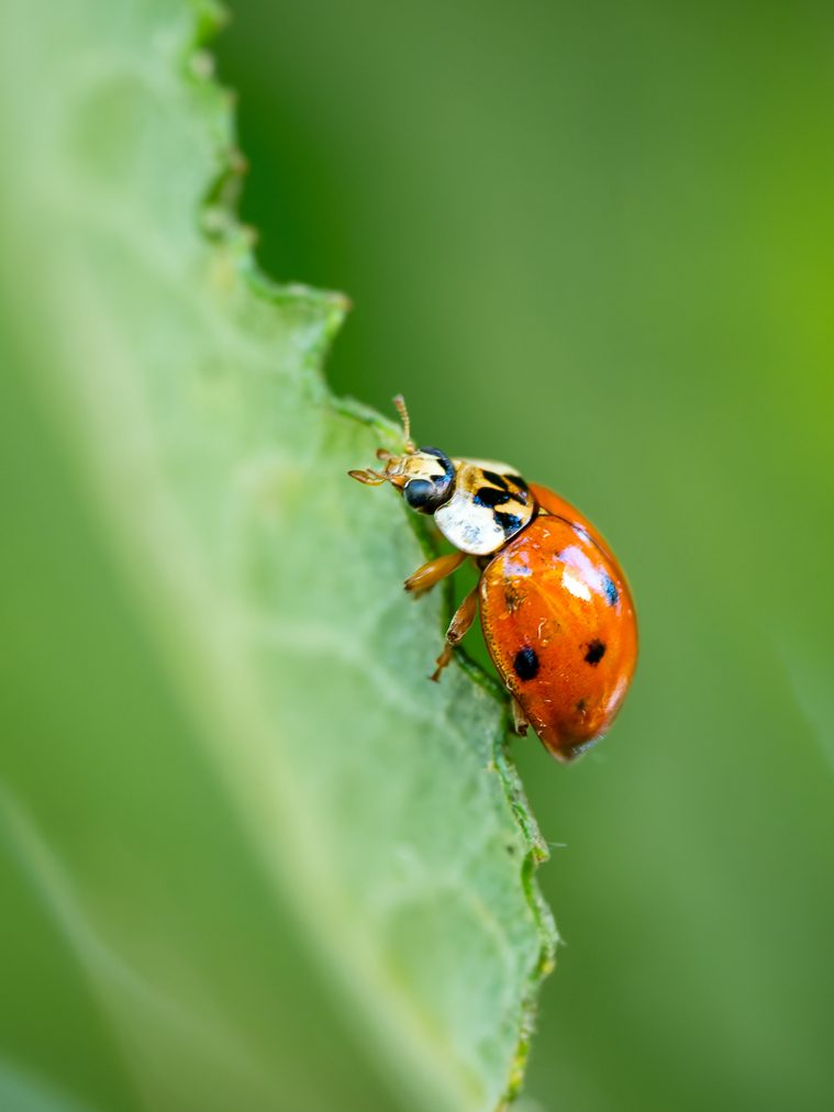 Marienkäfer mit rot-orangefarbenem Körper und schwarzen Punkten auf einem grünen Blatt.