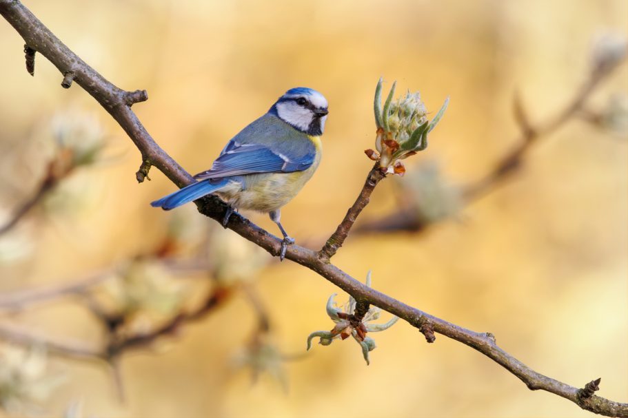Blaumeise auf einem Ast, mit gelbem Hintergrund und frühen Knospen.
