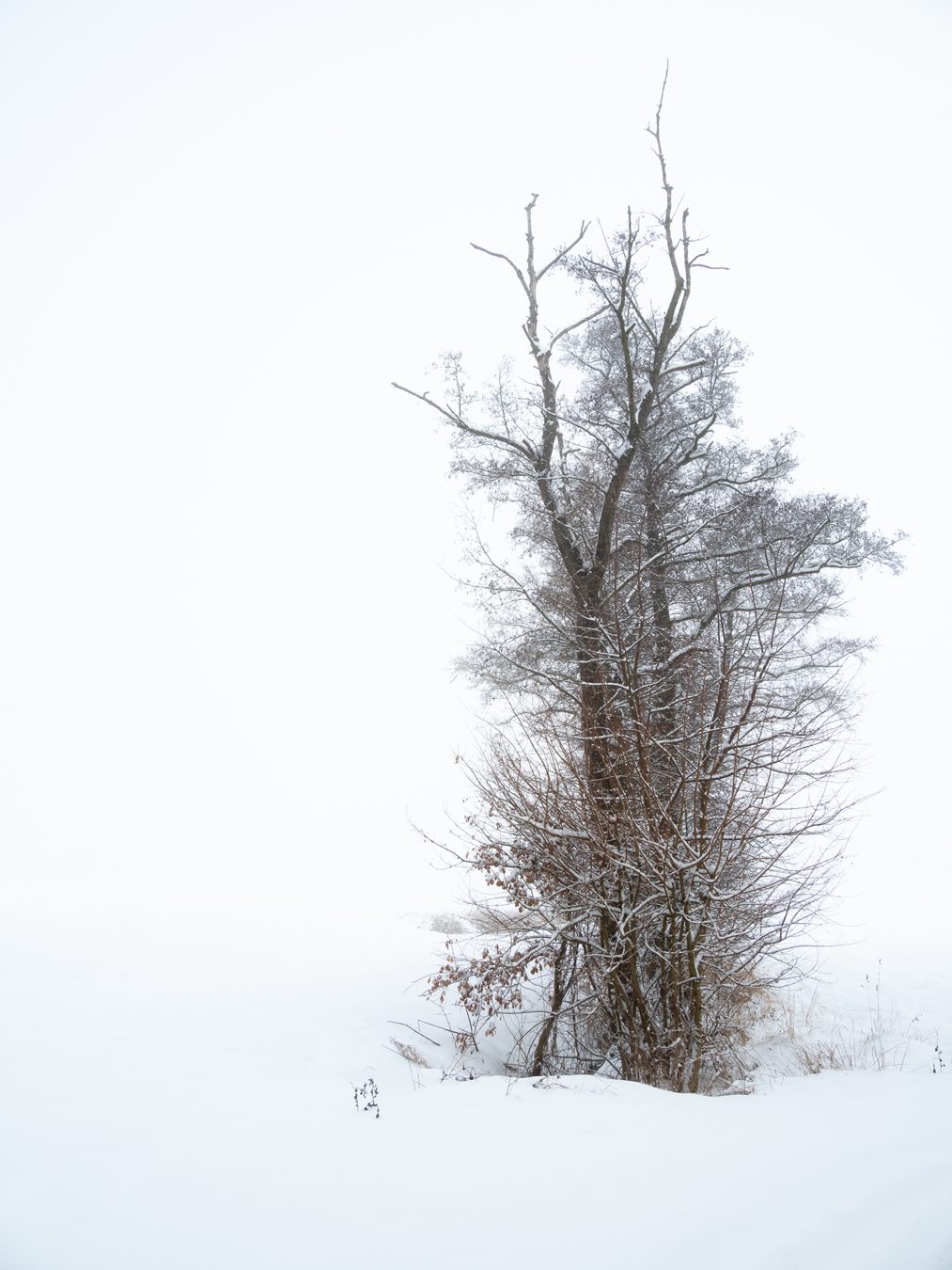 Ein kahler Baum in einer schneebedeckten, nebligen Landschaft.