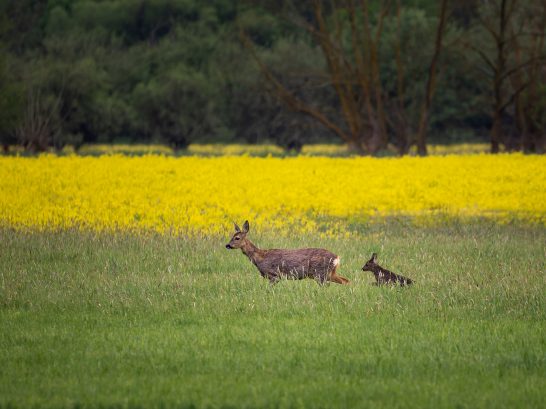 Zwei Rehe laufen durch eine grüne Wiese, im Hintergrund leuchten gelbe Blumen.