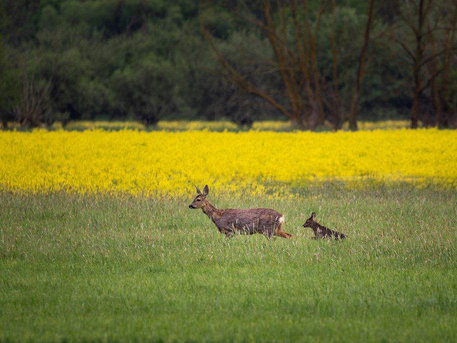 Ricke mit Kitz Rehe und ein Rehkitz laufen durch eine Wiese, im Hintergrund gelbe Blumen.