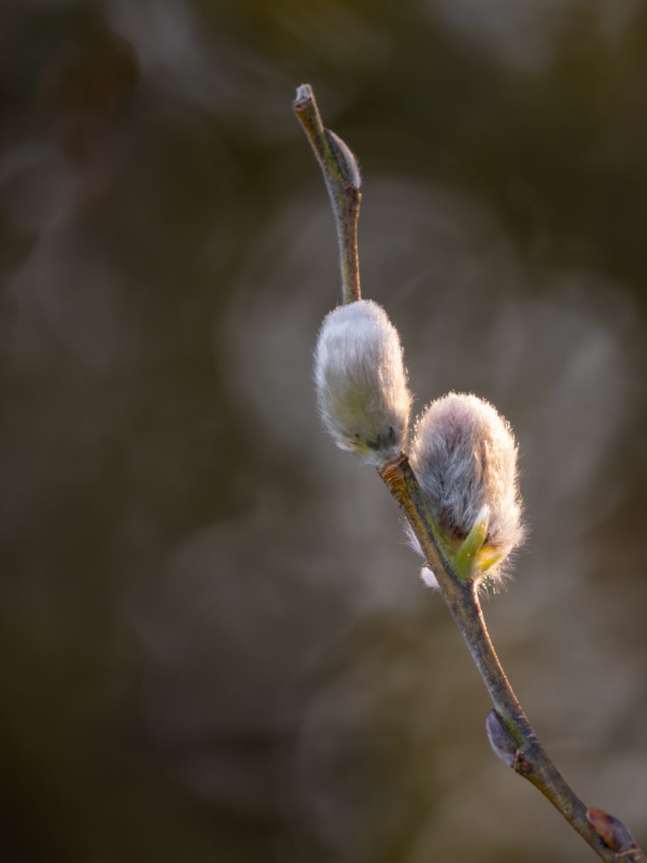 Zwei flauschige Knospen an einem dünnen Ast vor unscharfem Hintergrund.