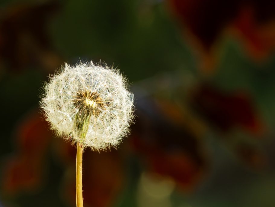 Pusteblume auf einem grünen Hintergrund, im Fokus, mit unscharfen roten Blüten daneben.