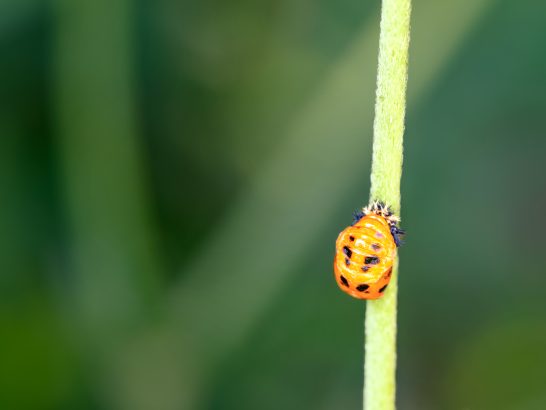 Ein orangefarbener Käfer mit schwarzen Punkten krabbelt an einem grünen Stängel.