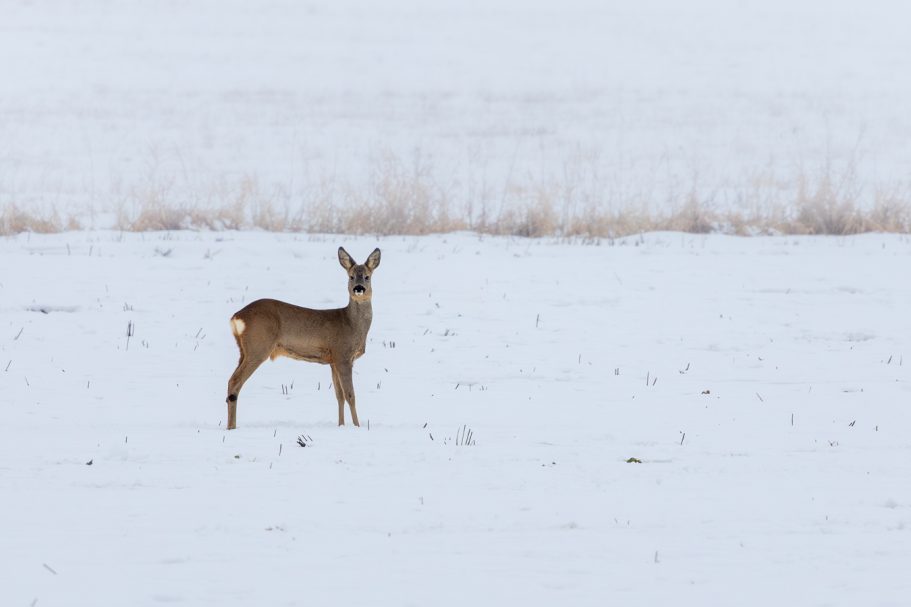 Ein Reh steht in einer schneebedeckten Landschaft.