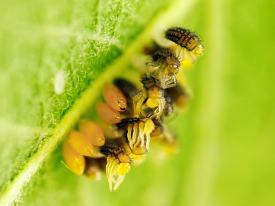 Eine Gruppe von kleinen Insekten auf einem grünen Blatt, nahe beieinander.