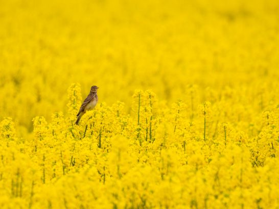 Ein Vogel steht in einem leuchtend gelben Rapsfeld.