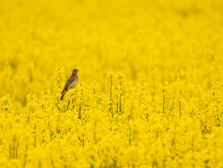 Ein kleiner Vogel steht in einem weiten, blühenden Rapsfeld.