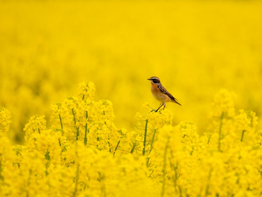 Ein Vogel steht in einem leuchtend gelben Rapsfeld.