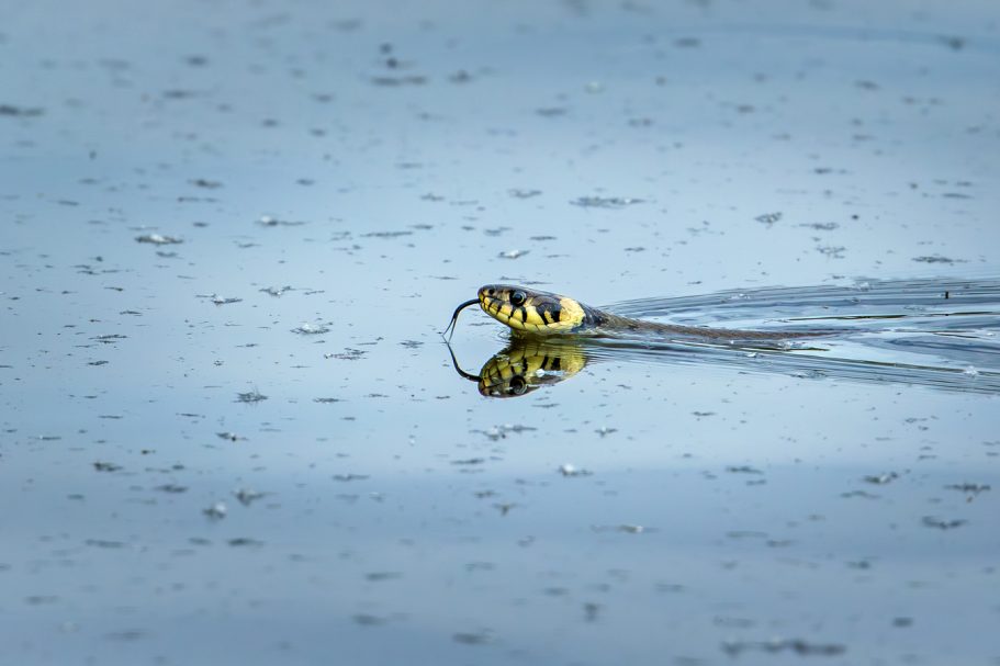 Eine gelbe Schlange schwimmt an der Oberfläche eines ruhigen Wassers.