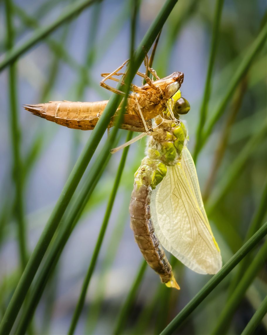 Eine frisch geschlüpfte Cicada hängt an einem Grashalm neben ihrer alten Haut.