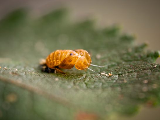 Eine orangefarbene Insektenlarve auf einem grünen Blatt.