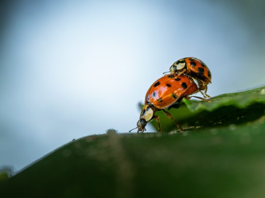 Zwei Marienkäfer paaren sich auf einem Blatt.