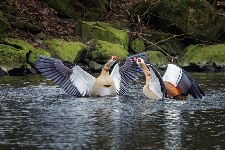 Zwei Gänse kämpfen in einem Gewässer, mit ausgebreiteten Flügeln.