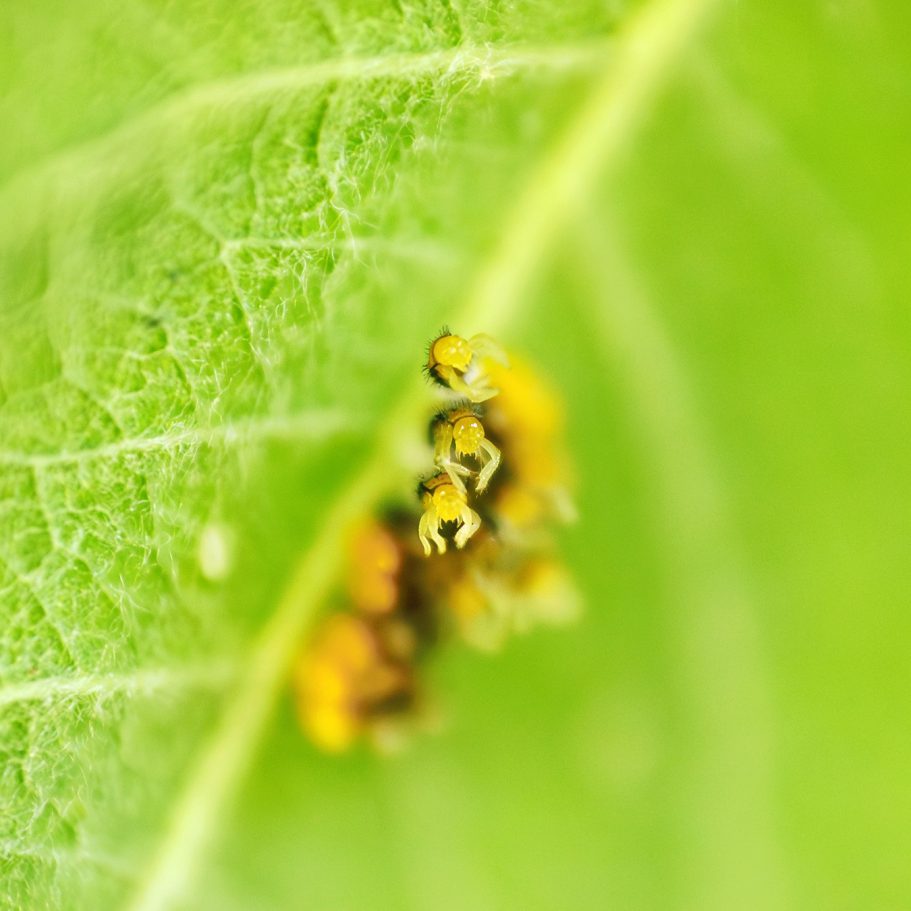 Eine Gruppe kleiner, gelber und brauner Insekten auf einem grünen Blatt.