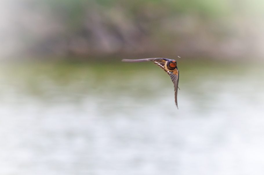 Ein Vogel fliegt über Wasser, unscharfer Hintergrund, sanfte Farben.
