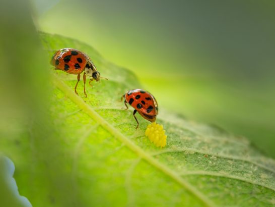 Zwei Marienkäfer auf einem grünen Blatt, einer mit gelbem Ei daneben.