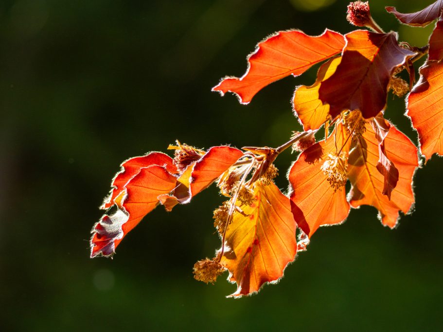 Rote und orange gefärbte Blätter mit grüner Hintergrundimpression.